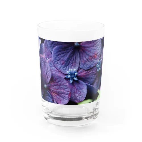 紫陽花　紫 Water Glass