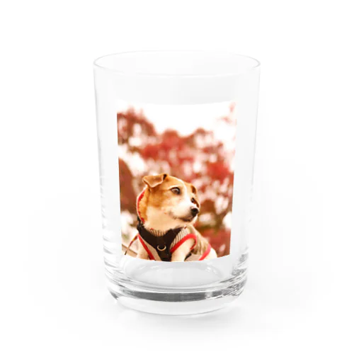 ジャックの楓 Water Glass