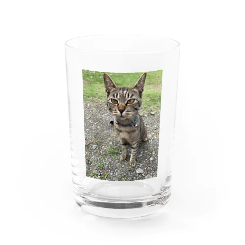 トラ Water Glass