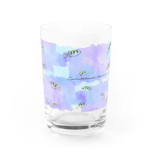 水槽のアベニーパファー Water Glass