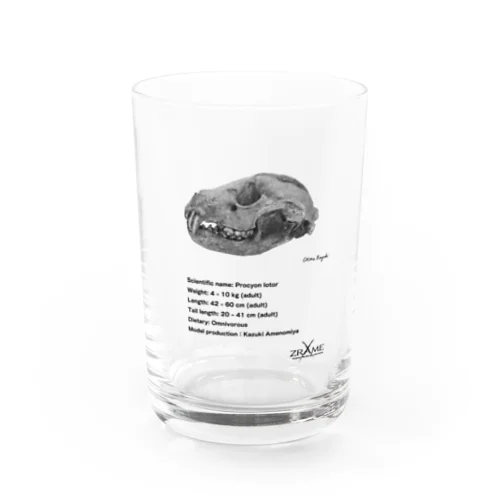 アライグマ頭骨 Water Glass