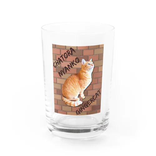 茶トラにゃんこ Gingercat 文字入り Water Glass