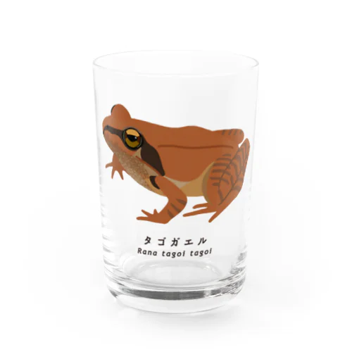 タゴガエル Water Glass