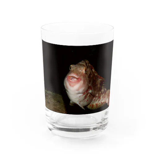 魚　正面 Water Glass