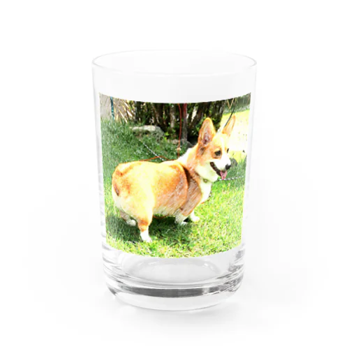 Corgi_hana_01 Water Glass