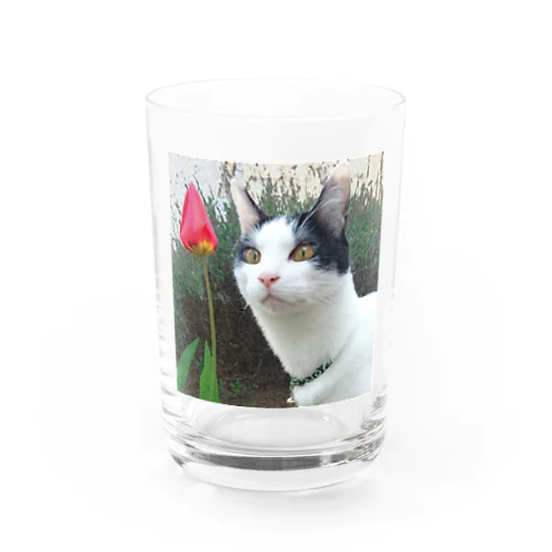 アルパカみたいな八くん Water Glass