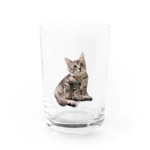 お座りネコチャン Water Glass