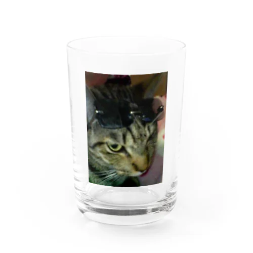 グラサン猫ハッチ Water Glass