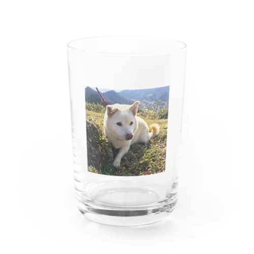 わんこ Water Glass