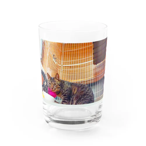 猫のそらくん Water Glass