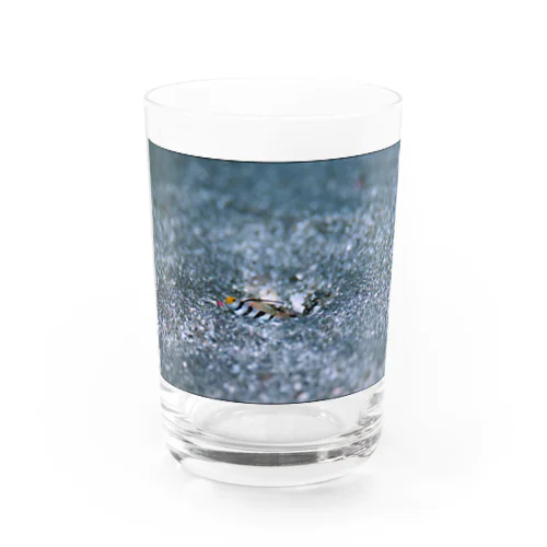 ヒレナガネジリンボウ Water Glass