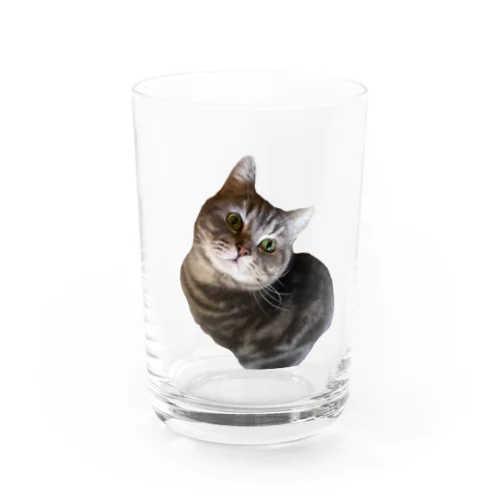 ぷぅにゃん１才　見上げ Water Glass