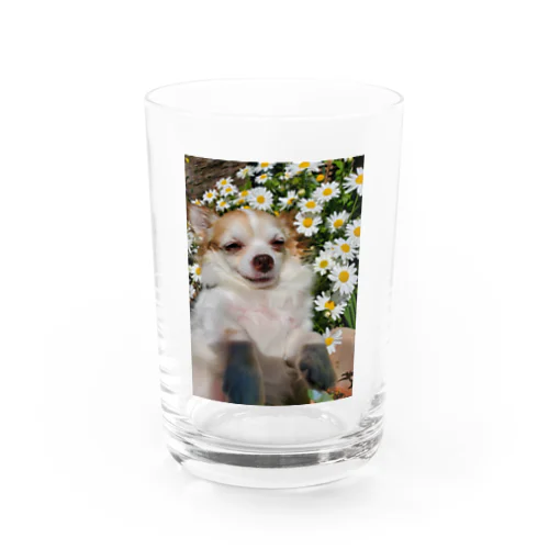 うちのわんこ Water Glass