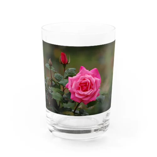 鹿児島の薔薇 Water Glass