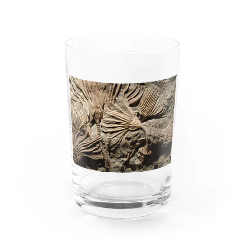 カクトクリヌス Water Glass