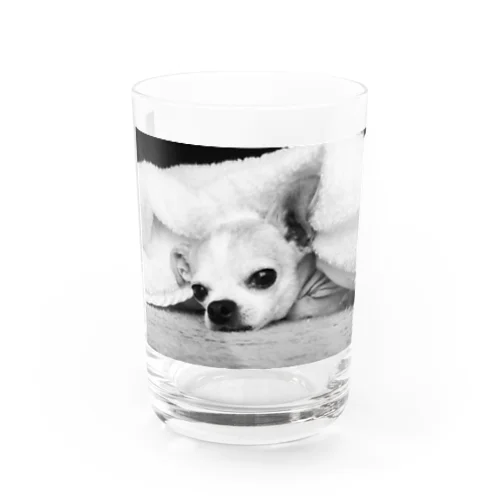 モノクロチワワ（アンニュイ1） Water Glass