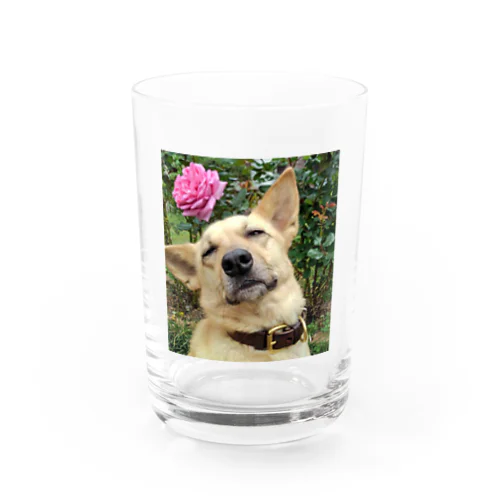 三男ココちゃん Water Glass