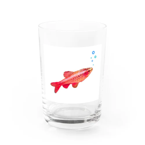 赤いお魚 Water Glass
