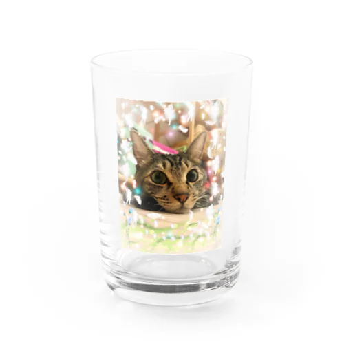 キジトラのトラオくんinゆぽんた家 Water Glass