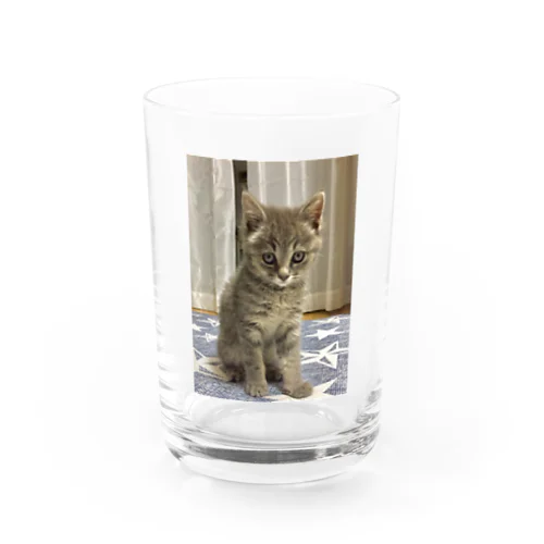 今日から宜しく(=^ェ^=) Water Glass