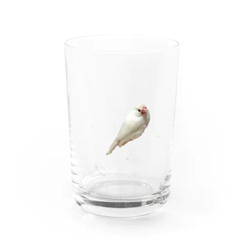 クリーム文鳥 Water Glass