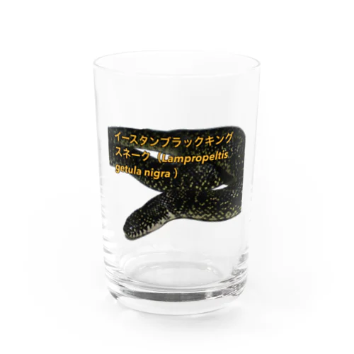 イースタンブラックキングスネーク Water Glass