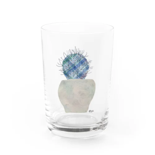 ストロンボカクタス菊水 Water Glass