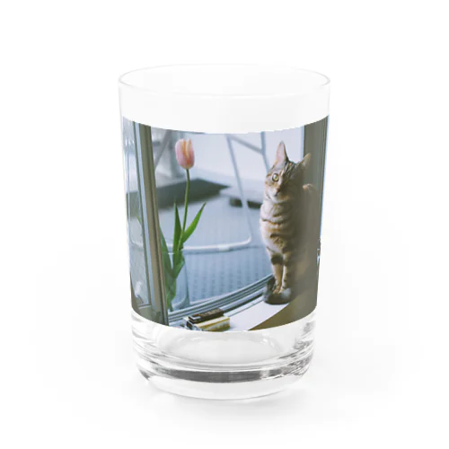 チューリップ Water Glass