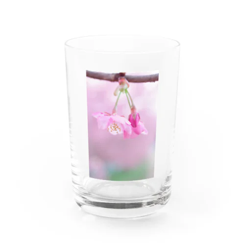 河津桜 Water Glass