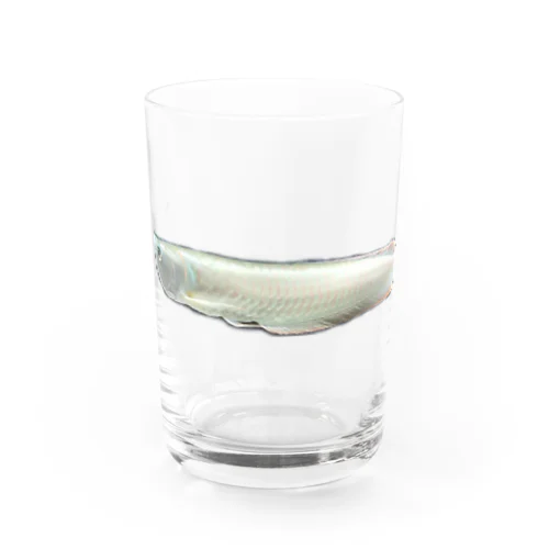 シルバーアロワナ  Water Glass