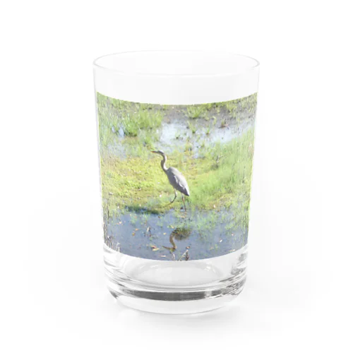 アオサギくん（幼鳥） Water Glass