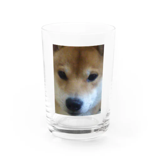 めっちゃみてくるムータ Water Glass