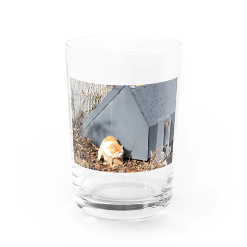 憎みねこ（やさしい） Water Glass