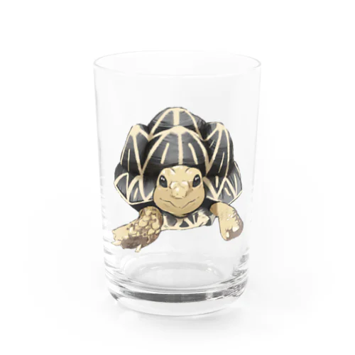 インドホシガメ〜カメコくん〜 Water Glass