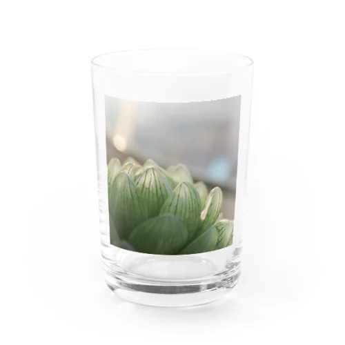 ハオルチア　多肉　多肉植物 Water Glass