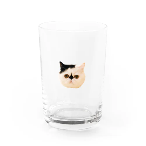 はじめまして、僕はボム、猫です。 Water Glass