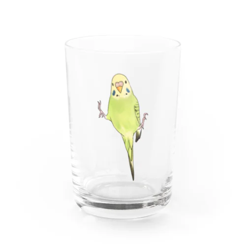 ピタッとセキセイインコちゃん【まめるりはことり】 Water Glass