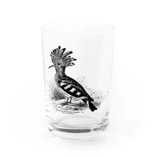 ヤツガシラ Water Glass