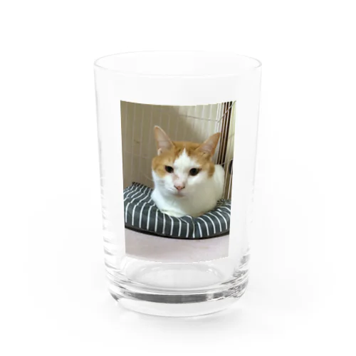 彼多(かなた)グッズ Water Glass