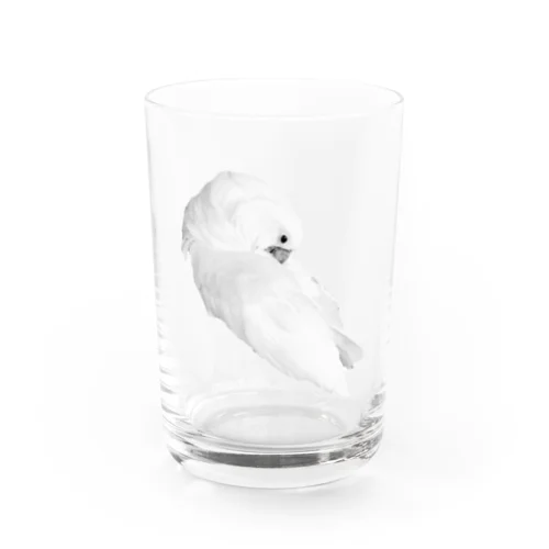 タイハクオウム Water Glass