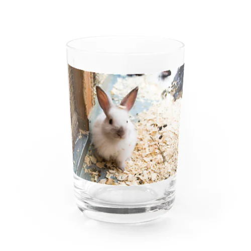 うさぎさん Water Glass