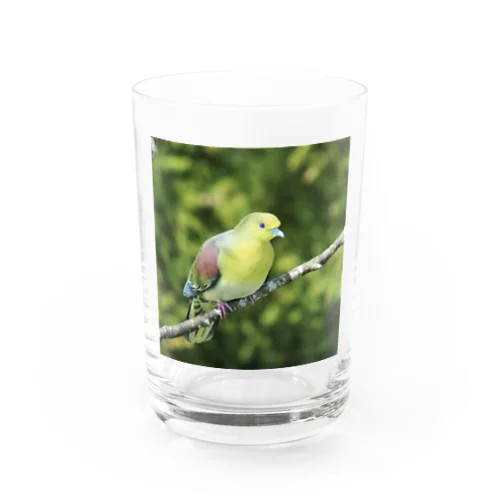 アオバト。野鳥。 グラス