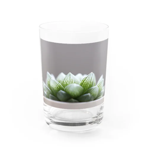 ハオルチア　多肉植物 Water Glass