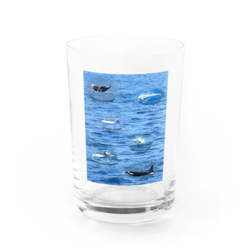 船上から見た鯨類(1) グラス
