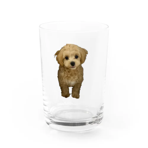 愛犬のちゃい Water Glass