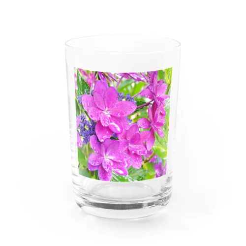 紫陽花 Water Glass