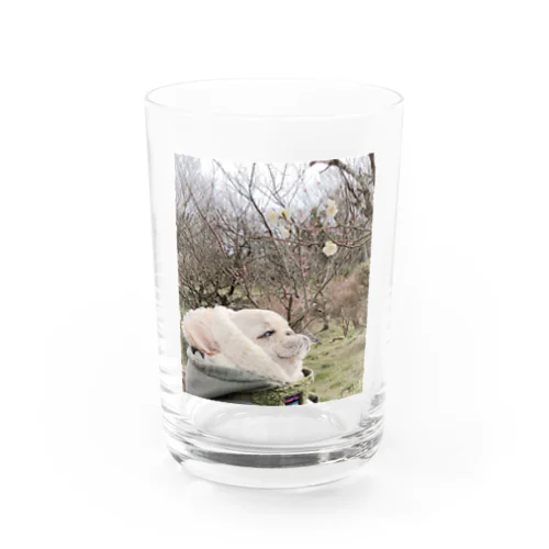 ミランダと小さな春 Water Glass