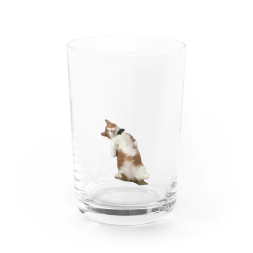 短足マンチカン  どり🐱 Water Glass