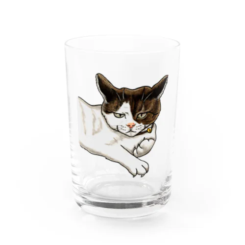 猫相の悪い猫がこちらをみている Water Glass