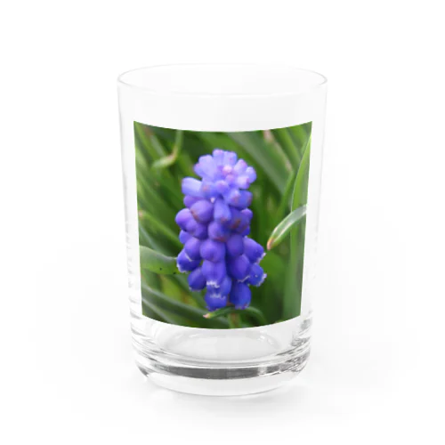 Muscari botryoides(1:1) Water Glass